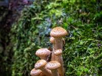 Kleine Pilzgruppe auf bemoostem Baumstamm